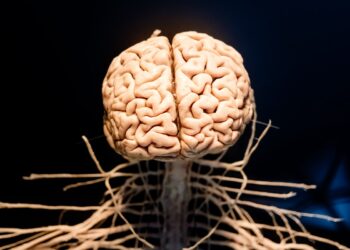 stimulation hypophyse-epiphyse